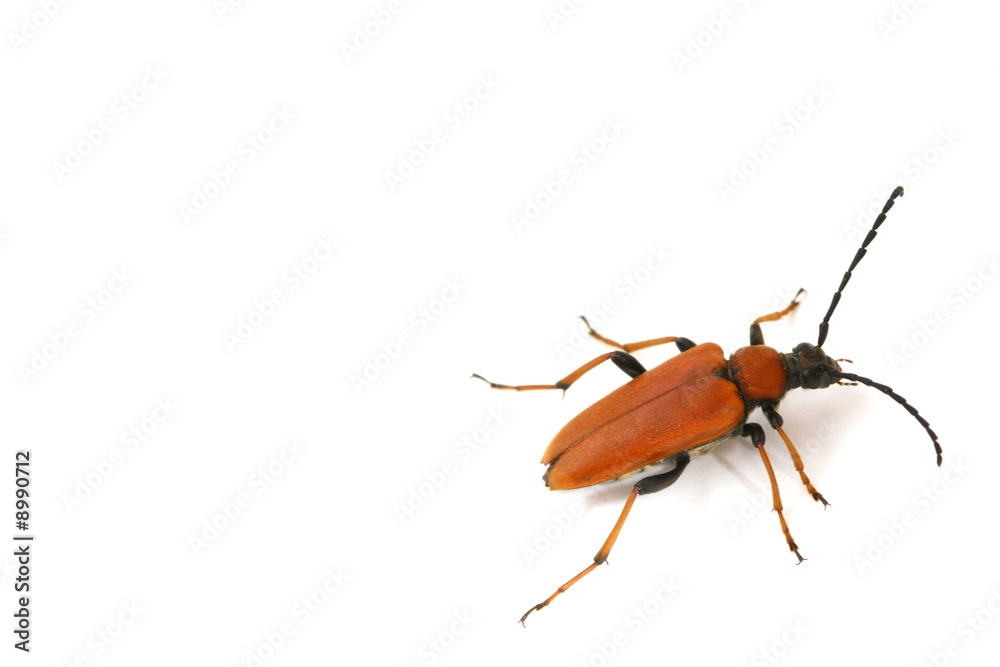 isolated bug on white background isolated bug on white background