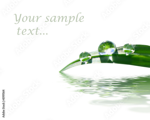 background with green grass