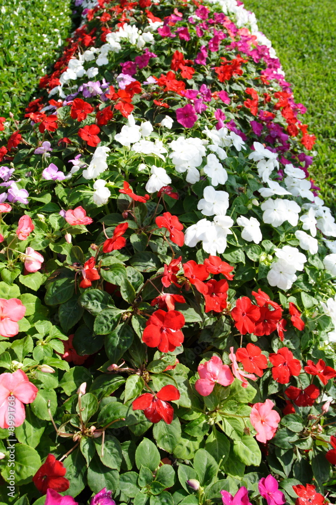 Multi-colored flower bed