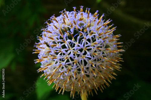 Thistle (fleur de chardon) photo
