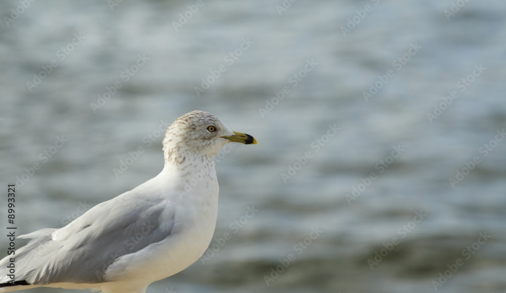 Seagul on a blurry background