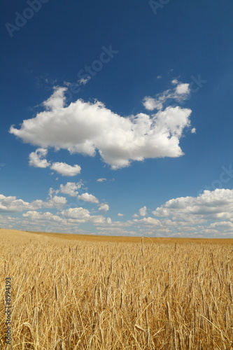 Golden wheat field over blue sky and some clouds