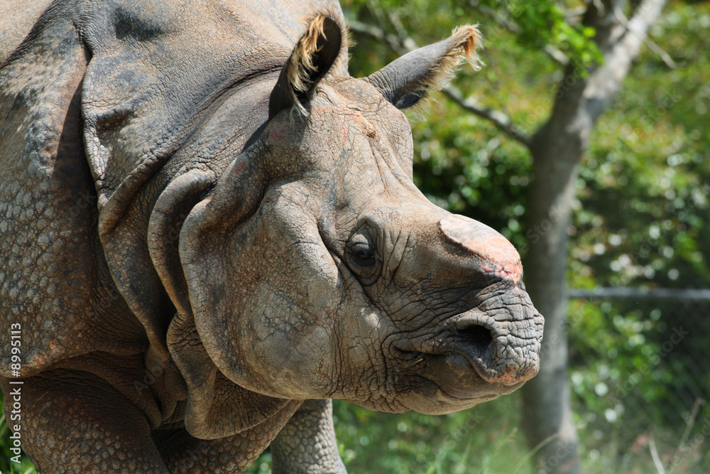 Fototapeta premium Rhinoceros with its horn cut off