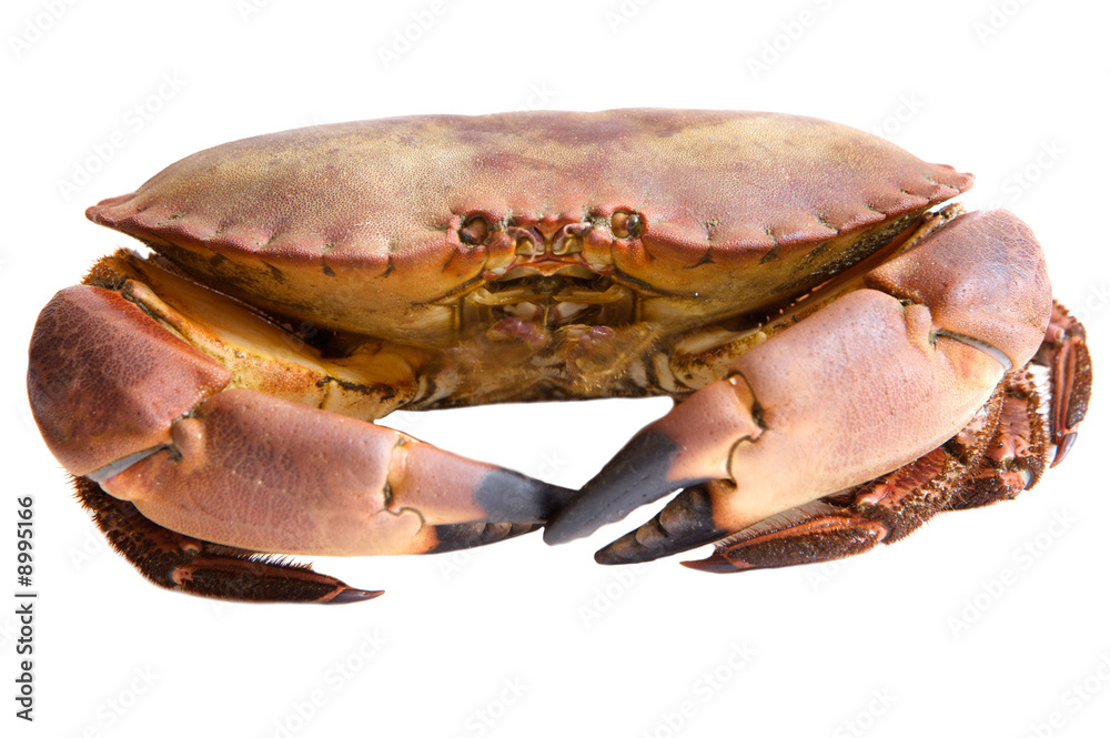 Photo of edible crabs on a white background Photo of edible crabs on a white background