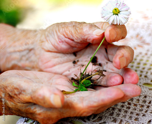 Old woman holding a plant