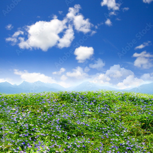 Green field beautiful, flowers