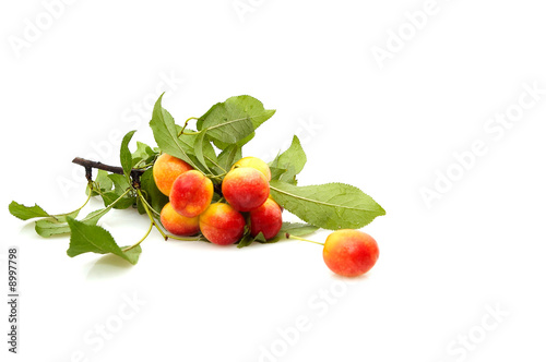 Bunch of plums isolated on white background.