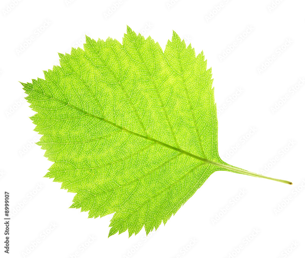 Fototapeta premium Leaf on a gleam, capillaries of a leaf are visible.