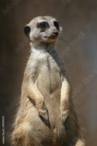 posing meerkat