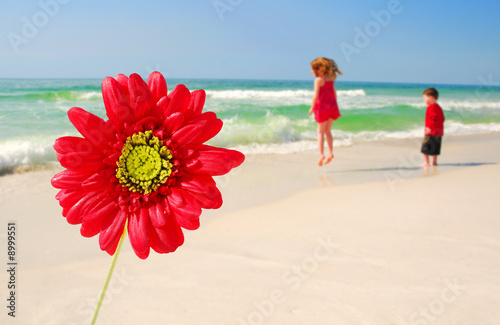 Gerber Daisy by Young boy and girl playing happily at beach photo