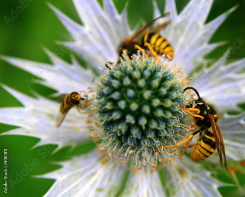 abeilles sur chardon