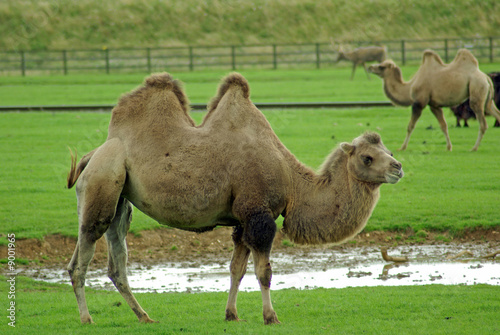 bactrian camel 2 humps