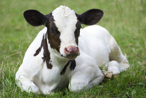 calf on the pasture