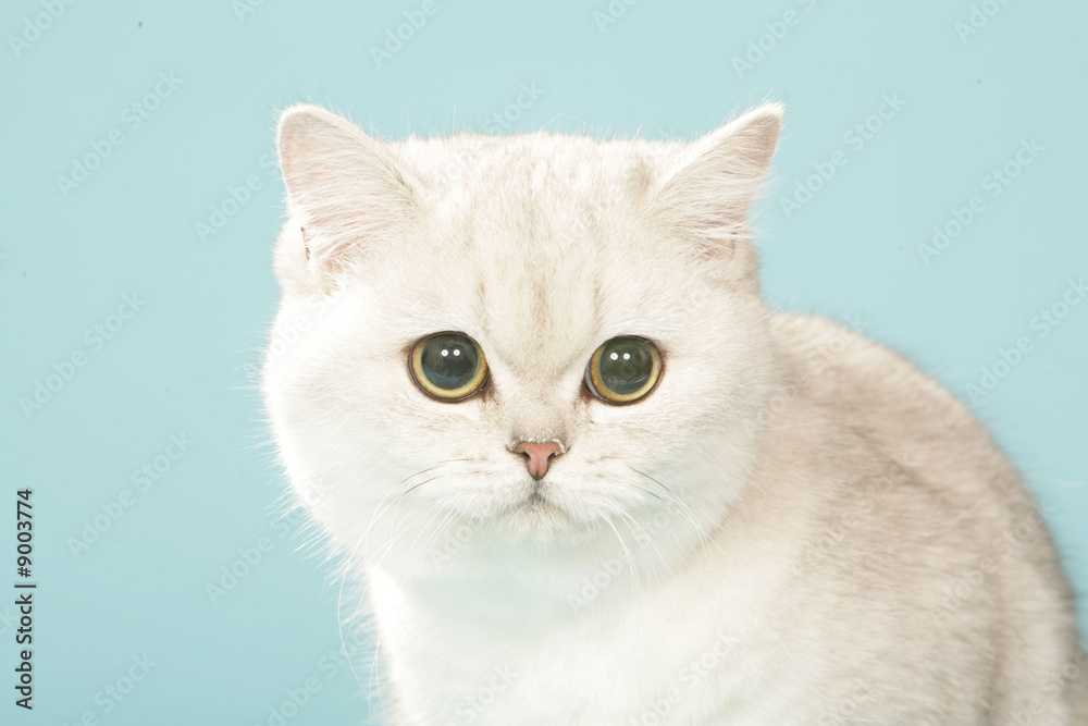 portrait d'un british shorthair blanc