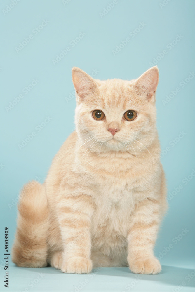 jeune chat british shorthair timide