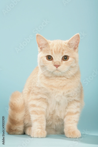 jeune chat british shorthair timide