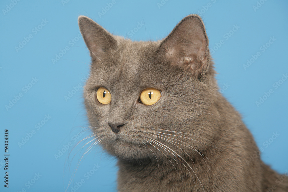 chat des chartreux bluffé