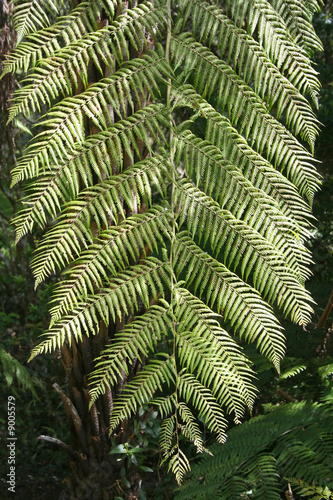 Background of ribbed branches from rainforest fern.