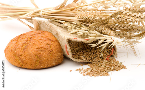 golden wheat and studio isolated