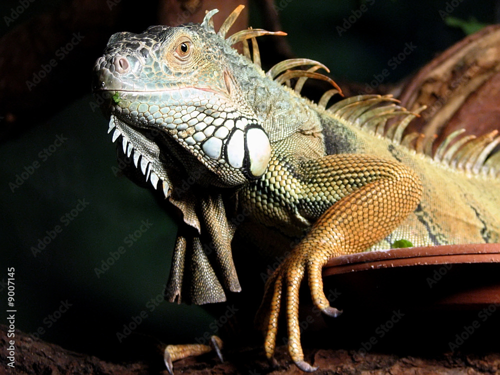 Fototapeta premium iguana
