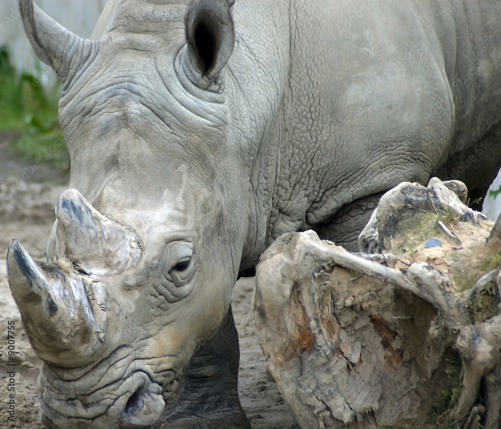 Obraz premium White rhino