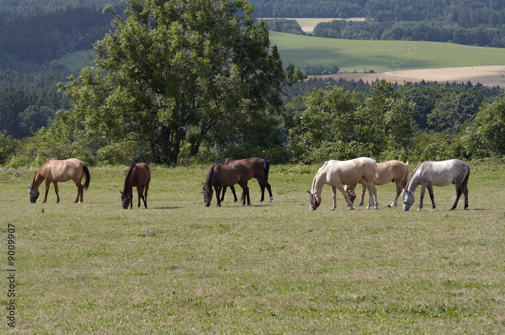 herd of horses on the pasture herd of horses on the pasture