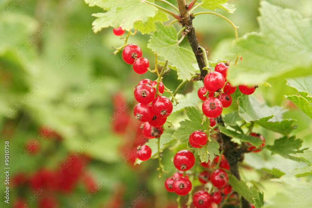 Currant Currant