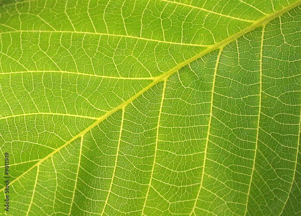 green leaf. macro green leaf. macro