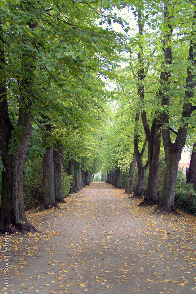 Grüne Baumallee in Lüneburg