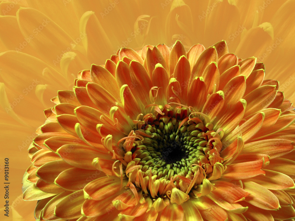 Gerbera H Gerbera H