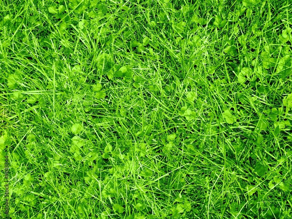 Grass Grass
