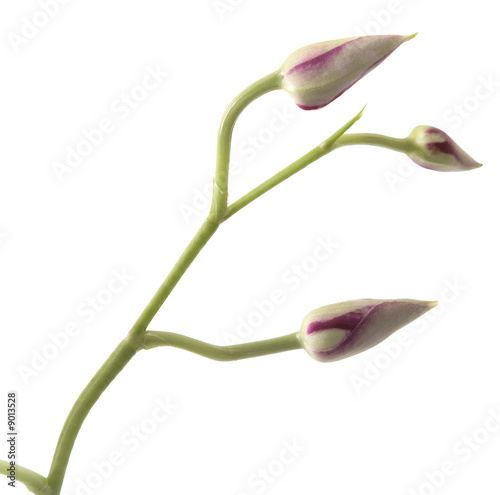 Buds