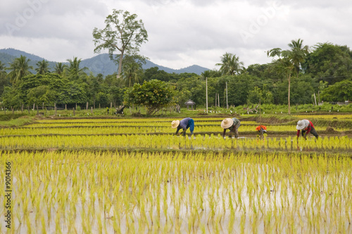 Thaïlande, Riziere