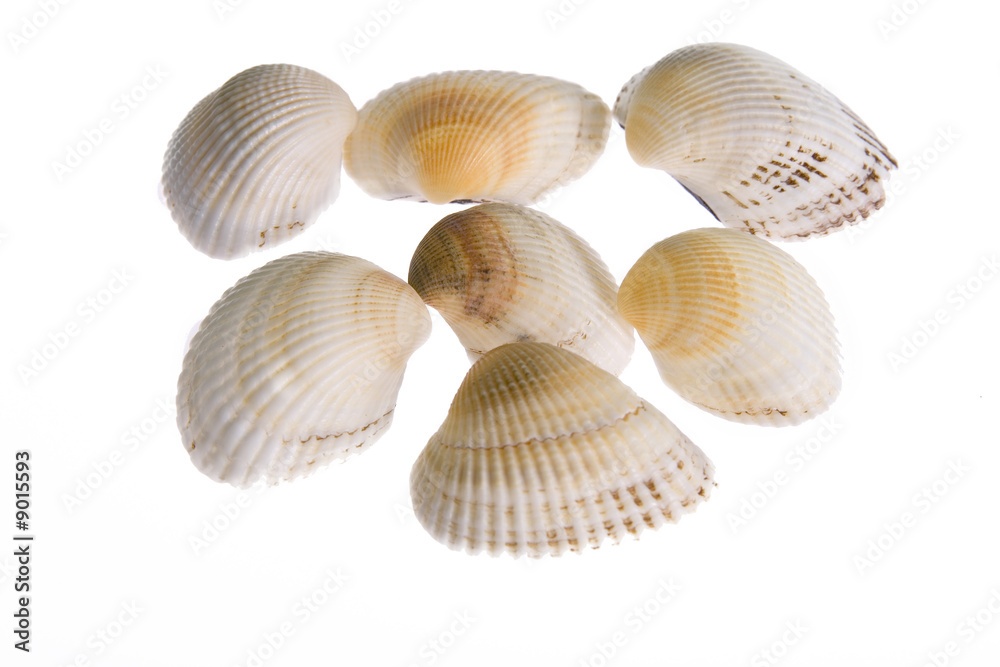 Shells