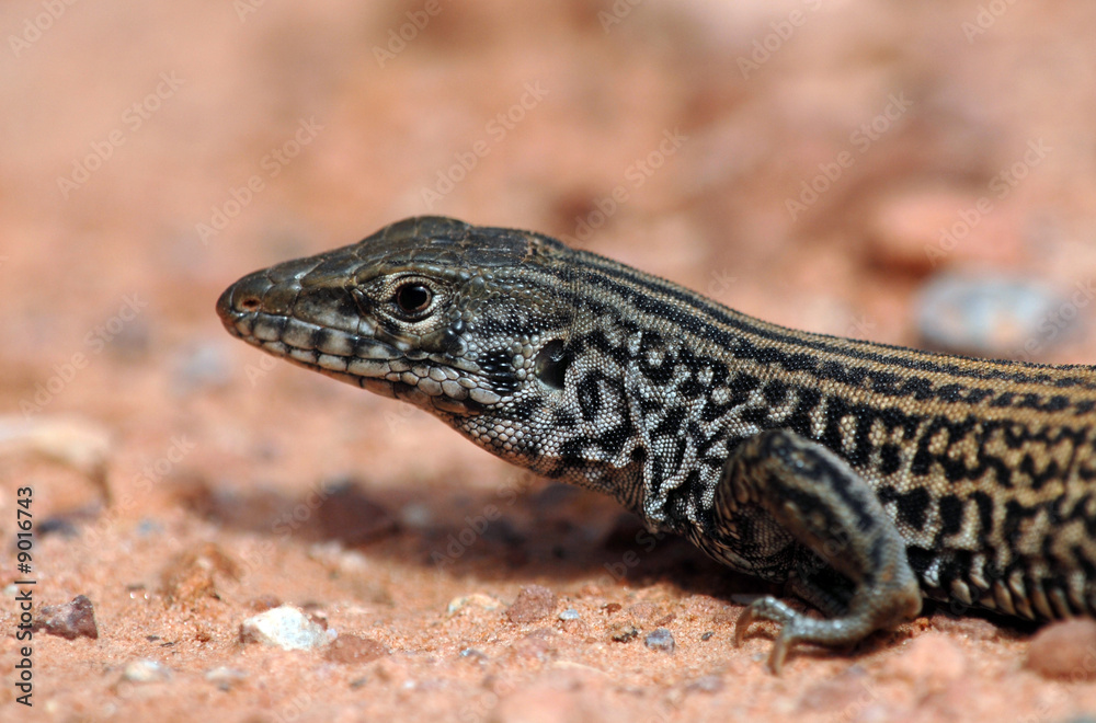 Naklejka premium aspidoscelis