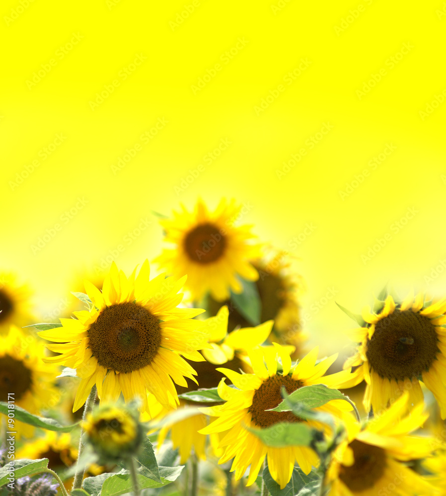 Obraz premium sunflowers