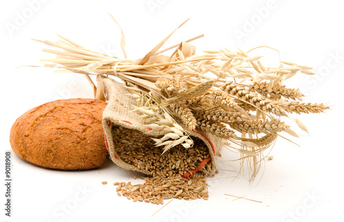 golden wheat and studio isolated