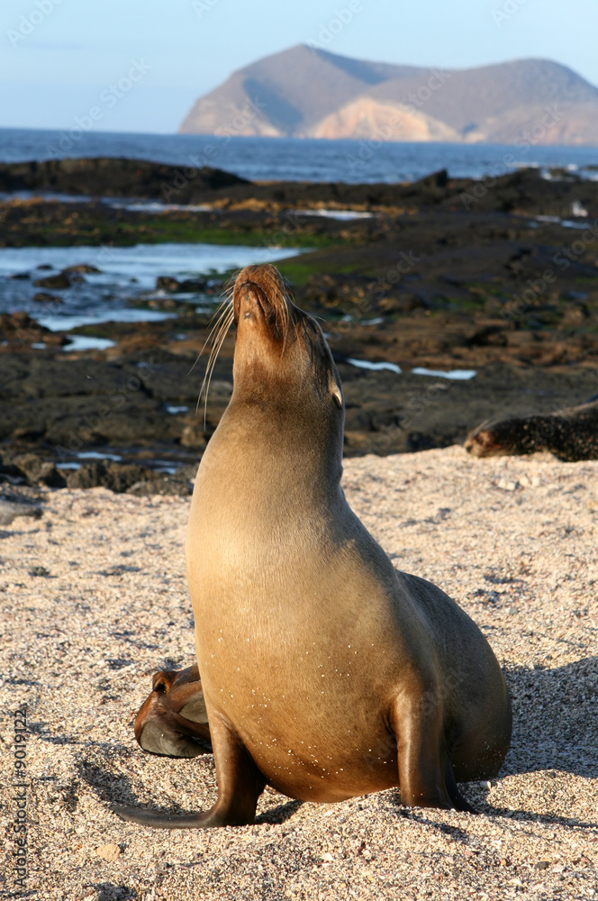 Fototapeta premium Female Sea Lion