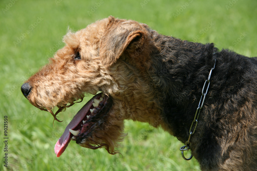 Airedale Terrier