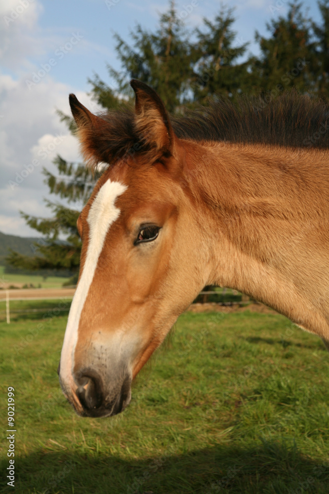 Obraz premium Araber-Fohlen