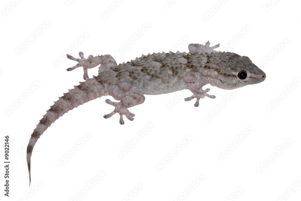 Naklejka premium Geco Tarentola mauritanica