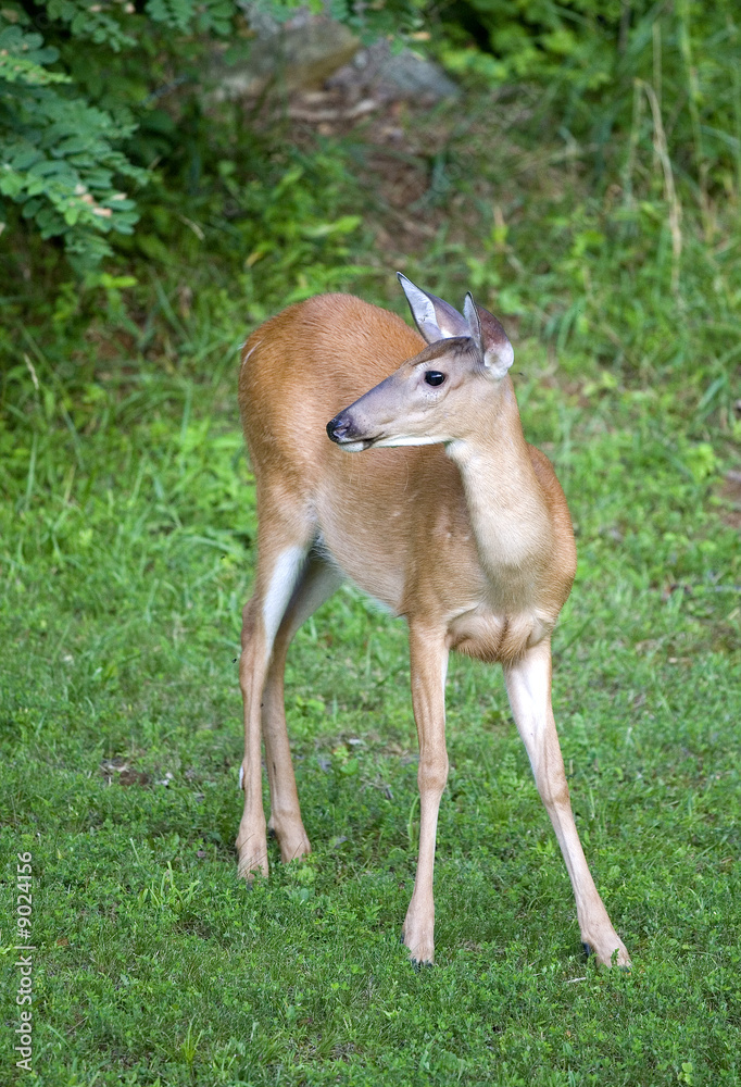 whitetail deer doe in the middle of summer whitetail deer doe in the middle of summer
