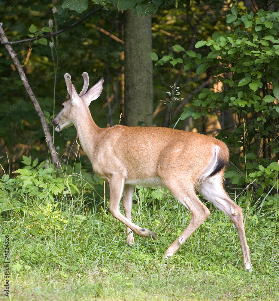 whitetail buck in velvet running into a forest whitetail buck in velvet running into a forest