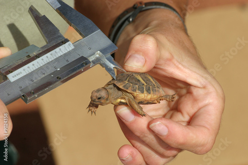 Tortuga Mediterranea (Testudo hermanni) photo