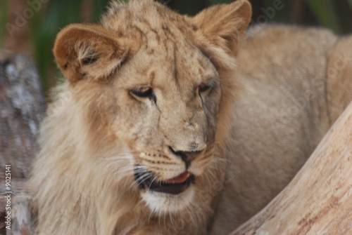 lion photo