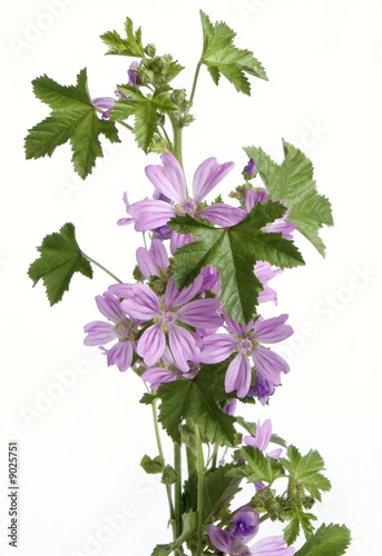 mallow herb with lila flowers