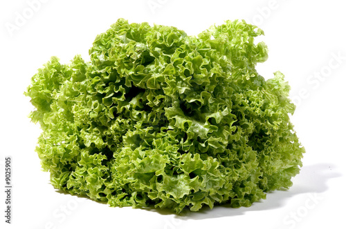 Frisée-Salat