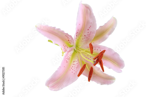 pink lilly isolated on white