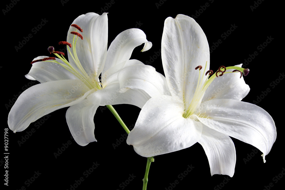 two white easter lillies isolated on black - obrazy, fototapety, plakaty 