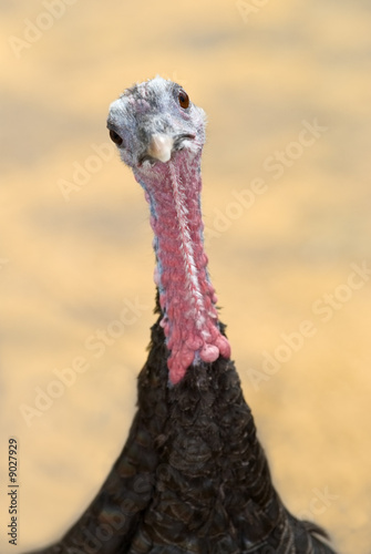 Female turkey with inquisitive stare - shallow dof